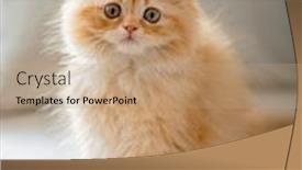  Presentation with persian - Slide deck having persian-chinchilla-kitten-looking background and a coral colored foreground