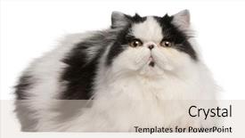  Presentation with persian - Presentation theme enhanced with persian harlequin cat 6 months background and a soft green colored foreground