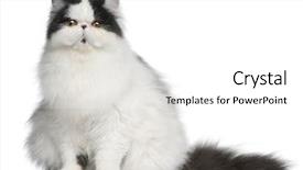  Presentation with persian - Beautiful presentation theme featuring persian harlequin cat 6 months backdrop and a white colored foreground