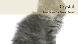  Presentation with persian - Cool new presentation with persian kitten 2 months old backdrop and a lemonade colored foreground