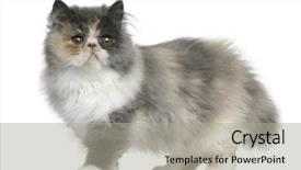  Presentation with persian - PPT theme with persian kitten 3 months old standing in front of white background background and a light gray colored foreground