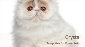 Presentation with persian - Colorful PPT layouts enhanced with persian kitten 3 months old backdrop and a sky blue colored foreground