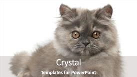  Presentation with persian - Theme featuring persian kitten 3 months old background and a gray colored foreground
