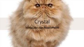  Presentation with walking cat - Slides with persian kitten 4 months old background and a coral colored foreground