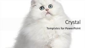  Presentation with persian - Amazing theme having persian kitten 4 months old backdrop and a light gray colored foreground