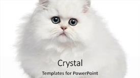  Presentation with persian - Colorful PPT theme enhanced with persian kitten 4 months old backdrop and a light gray colored foreground
