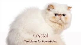  Presentation with persian - Cool new presentation with persian kitten 5 months old backdrop and a  colored foreground