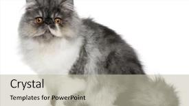  Presentation with persian - Cool new PPT theme with persian kitten 6 months old backdrop and a  colored foreground