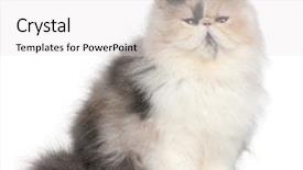  Presentation with persian cultre - Beautiful presentation theme featuring persian kitten 6 months old backdrop and a white colored foreground