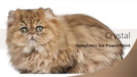  Presentation with persian - Slides featuring persian kitten 9 months old in front of white background background and a coral colored foreground