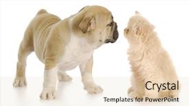  Presentation with english bulldog - Slides having persian kitten and english bulldog background and a lemonade colored foreground