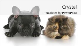  Presentation with persian - Presentation design having persian kitten and french bulldog background and a white colored foreground
