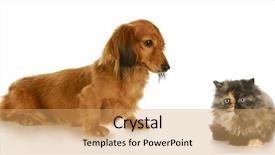  Presentation with persian miniature - Beautiful PPT theme featuring persian kitten and long haired miniature dachshund with reflection on white background backdrop and a yellow colored foreground