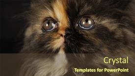  Presentation with persian - Audience pleasing PPT theme consisting of persian kitten face macro on black background - 12 weeks old backdrop and a tawny brown colored foreground