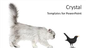  Presentation with persian - Amazing slide set having persian kitten looking at blackbird backdrop and a  colored foreground