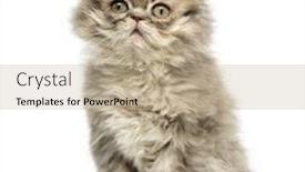  Presentation with persian - Slide deck having persian kitten sitting looking up 10 weeks old isolated on white background and a mint green colored foreground