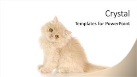  Presentation with persian - Amazing PPT theme having persian kitten sitting on white background - cream color - 12 weeks old backdrop and a white colored foreground