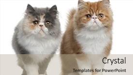  Presentation with persian - Presentation having persian kittens 3 months old background and a coral colored foreground