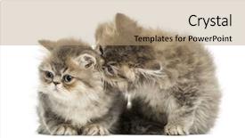  Presentation with persian - Theme having persian kittens cuddling 10 weeks old isolated on white background and a coral colored foreground