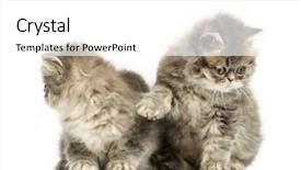 Presentation with persian - Slide deck with persian kittens interacting 10 weeks old isolated on white background and a white colored foreground