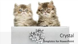  Presentation with persian - PPT layouts with persian kittens sitting in a silver present box 10 weeks old isolated on white background and a light gray colored foreground