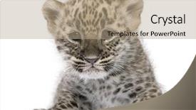  Presentation with persian - Presentation theme featuring persian leopard cub 6 weeks background and a coral colored foreground