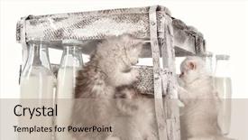  Presentation with cats - PPT layouts with persian pussy cats with milk background and a  colored foreground