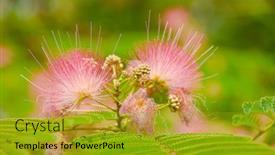  Presentation with persian - PPT theme having persian-silk-tree background and a gold colored foreground