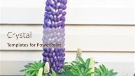  Presentation with slipper - Presentation with persian-slipper-lupine-in-full background and a cream colored foreground