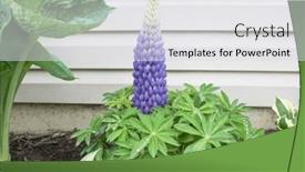  Presentation with slipper - Presentation featuring persian-slipper-lupine background and a light gray colored foreground