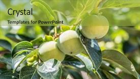  Presentation with chemistry leaves green leaf - PPT layouts with persimmon fruits among green leaves background and a yellow colored foreground