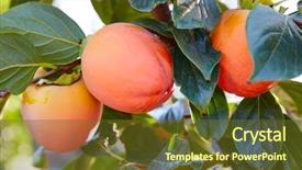  Presentation with agriculture field - Cool new PPT layouts with persimmon fruits in trees field backdrop and a tawny brown colored foreground