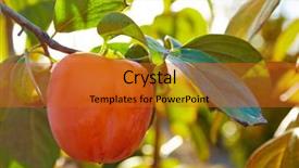  Presentation with fruit tree - Amazing slides having kakhi - persimmon khaki fruit backdrop and a red colored foreground