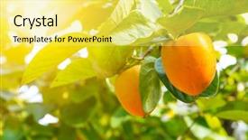  Presentation with fruit tree - Cool new PPT theme with persimmon tree with fruit backdrop and a yellow colored foreground