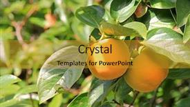  Presentation with fruit tree - Colorful slide deck enhanced with persimmon tree with ripe fruit backdrop and a gold colored foreground
