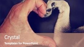  Presentation with shape heart - Amazing theme having person and a chihuahua dog backdrop and a coral colored foreground