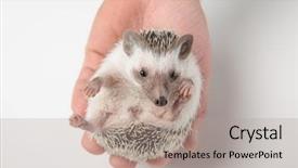  Presentation with older person holding pills - Beautiful presentation theme featuring person holding cute african dwarf backdrop and a coral colored foreground