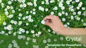  Presentation with homeless person poverty issue concept - Beautiful PPT theme featuring person pick up the daisywheels backdrop and a forest green colored foreground