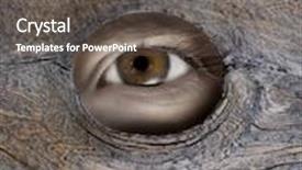  Presentation with eye - PPT layouts with person's eye looking through a hole in wood background and a gray colored foreground