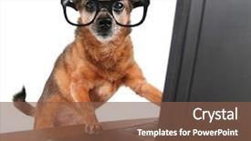  Presentation with internet surfing - Presentation enhanced with personal best - dog surfing the internet background and a tawny brown colored foreground