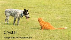  Presentation with cat dog - Colorful slide set enhanced with personal threat - ginger tabby cat backdrop and a yellow colored foreground