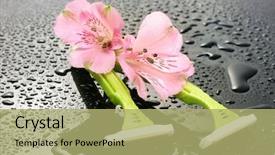  Presentation with safety data sheets - PPT layouts having personel hygeine - woman safety shavers and flowers background and a  colored foreground