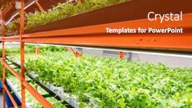  Presentation with plants growing - PPT theme enhanced with perspective-of-green-seedlings background and a crimson colored foreground