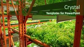  Presentation with vertical farm - Beautiful theme featuring perspective-of-green-seedlings backdrop and a tawny brown colored foreground