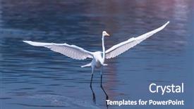  Presentation with fishing - Cool new presentation with perth - great white egret fishing backdrop and a ocean colored foreground
