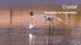  Presentation with grey black white brick - Beautiful presentation theme featuring perth - great white egret fishing backdrop and a coral colored foreground