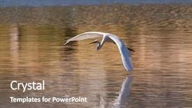  Presentation with fishing - Colorful slides enhanced with perth - great white egret fishing backdrop and a coral colored foreground