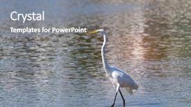  Presentation with fishing - Presentation theme having perth - great white egret fishing background and a gray colored foreground