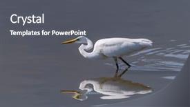  Presentation with grey black white brick - Theme having perth - great white egret fishing background and a dark gray colored foreground