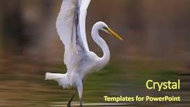  Presentation with art white gray grey - Slide deck featuring perth - great white egret fishing background and a tawny brown colored foreground